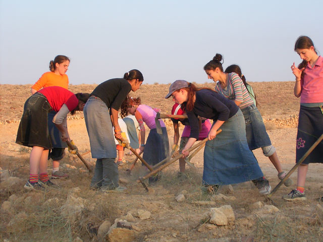 Sch
ool girls are shown cleaning and preparing the ancient terraces at Nitzana - Click for more images