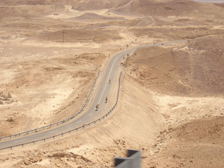 Camels on the Road to the Dead Sea